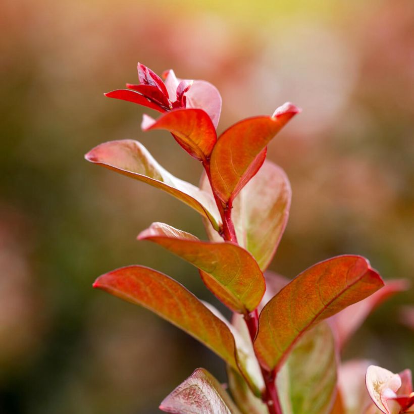Lilas des Indes - Lagerstroemia Ruffled Red Magic (Foliage)