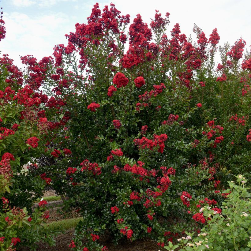 Lilas des Indes - Lagerstroemia Ruffled Red Magic (Plant habit)