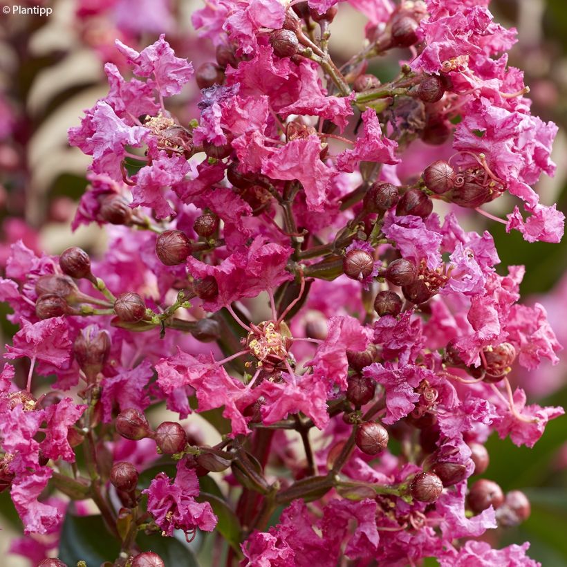 Lilas des Indes - Lagerstroemia indica Berry Dazzle (Flowering)