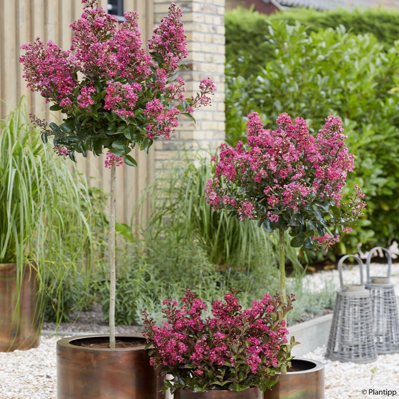 Lilas des Indes - Lagerstroemia indica Berry Dazzle (Plant habit)