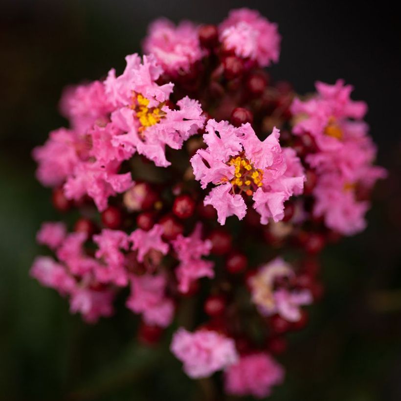 Lilas des Indes - Lagerstroemia indica Enduring Pink (Flowering)