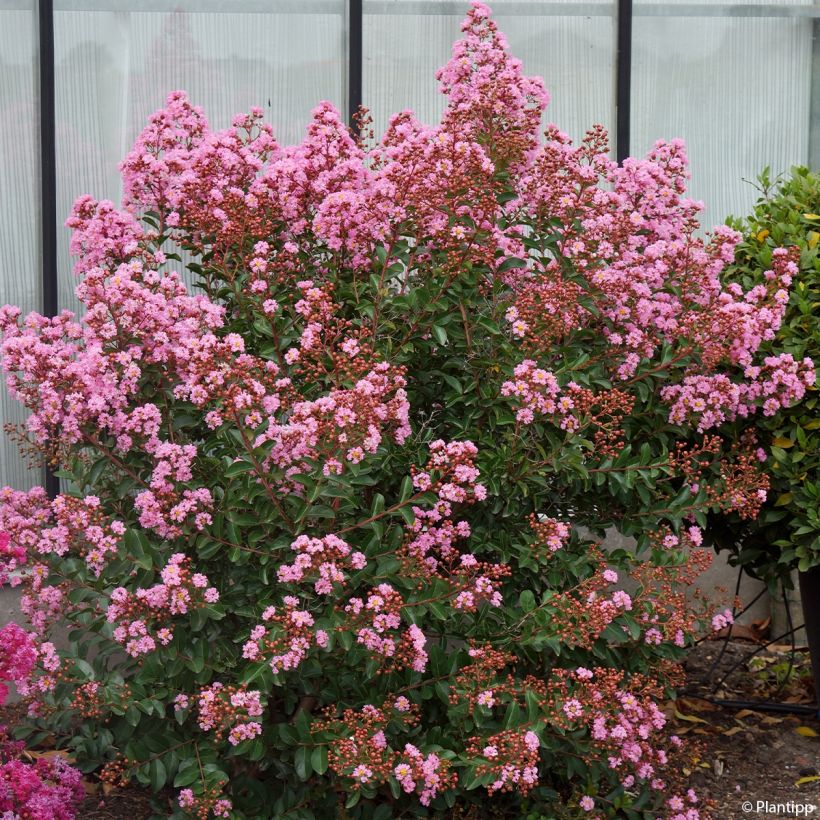 Lilas des Indes - Lagerstroemia indica Eveline (Plant habit)