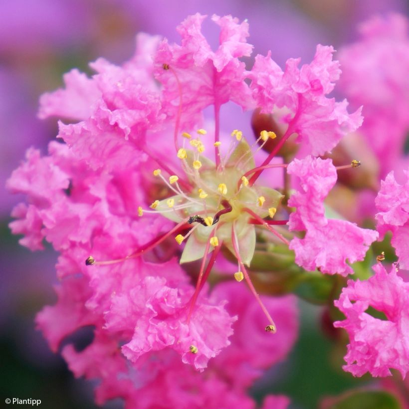 Lilas des Indes - Lagerstroemia indica Girl With Love (Flowering)
