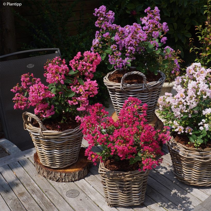 Lilas des Indes - Lagerstroemia indica Girl With Love (Plant habit)