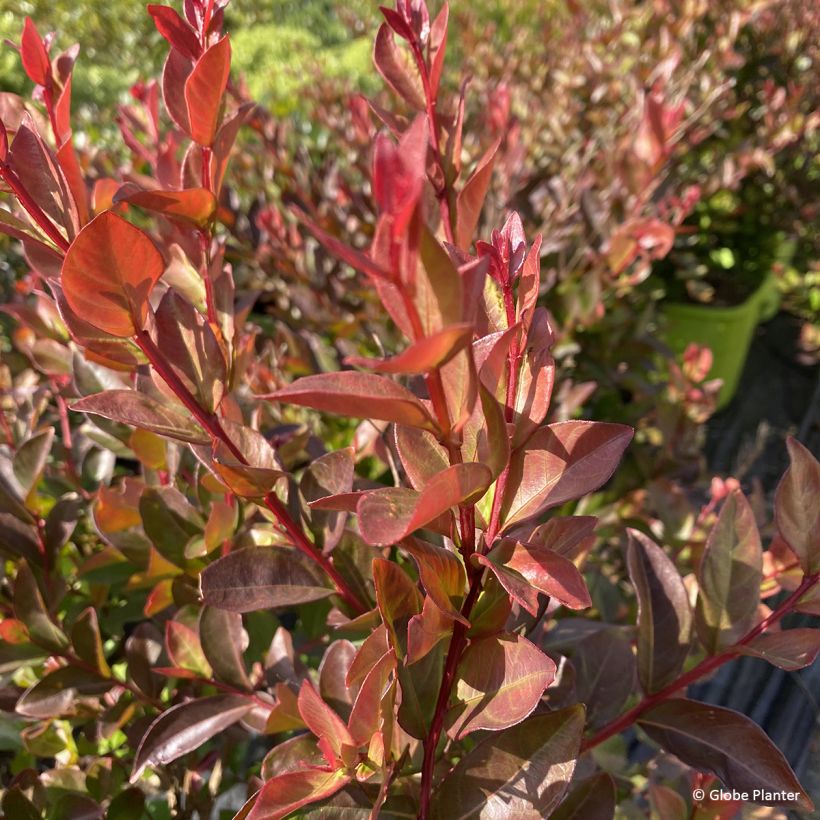 Lilas des Indes - Lagerstroemia indica Gourmet Choco Pink (Foliage)
