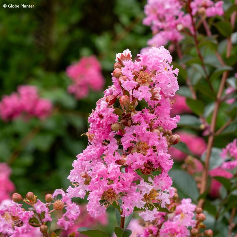 Lilas des Indes - Lagerstroemia indica Gourmet Choco Pink (Flowering)