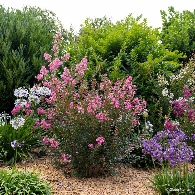 Lilas des Indes - Lagerstroemia indica Gourmet Choco Pink (Plant habit)