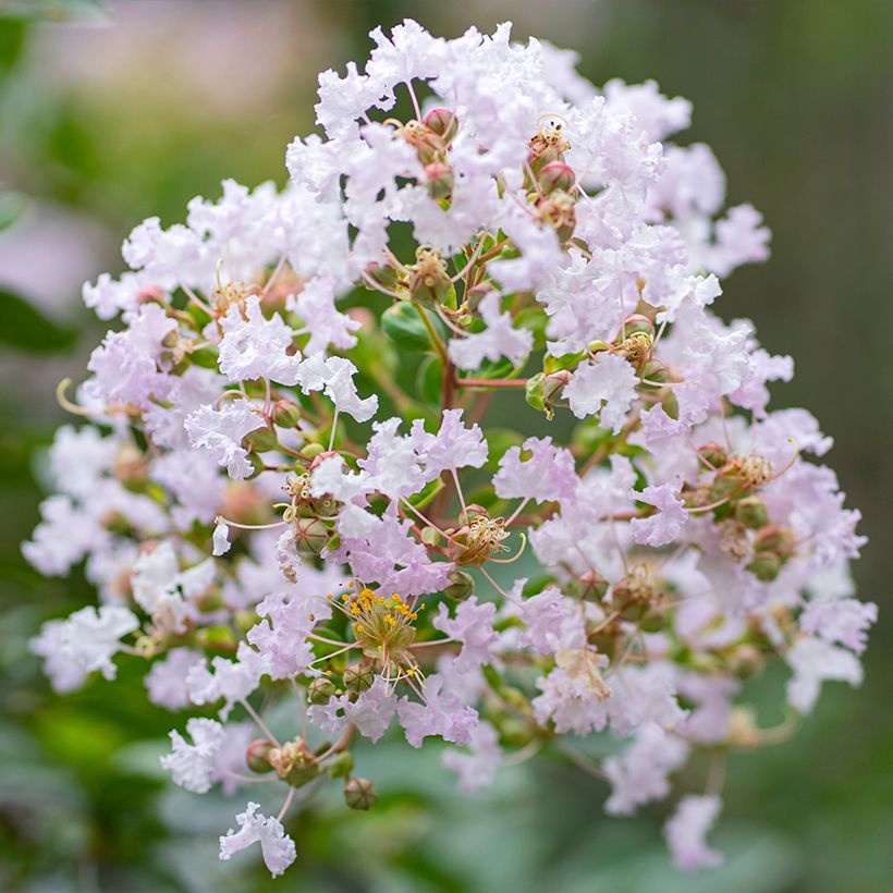 Lilas des Indes - Lagerstroemia indica La Fayette (Flowering)