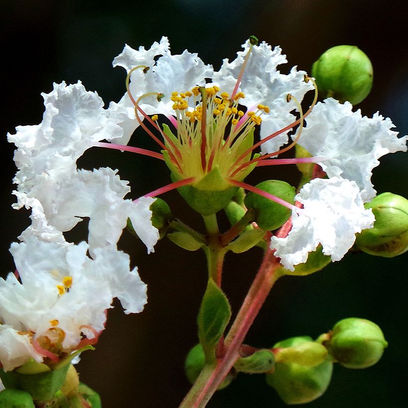 Lilas des Indes - Lagerstroemia indica White Chocolate (Flowering)