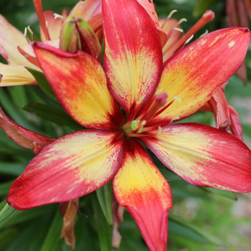 Lis asiatique Forever Linda (Flowering)