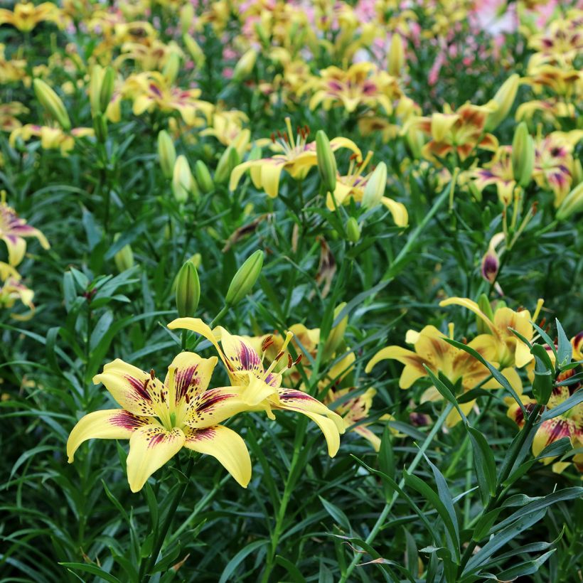 Lis asiatique Pieton (Plant habit)