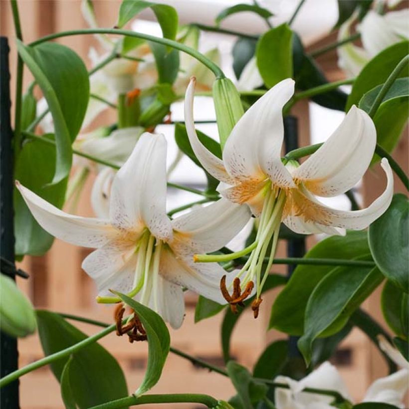 Lis hybride de henryi - Lilium Lady Alice (Flowering)
