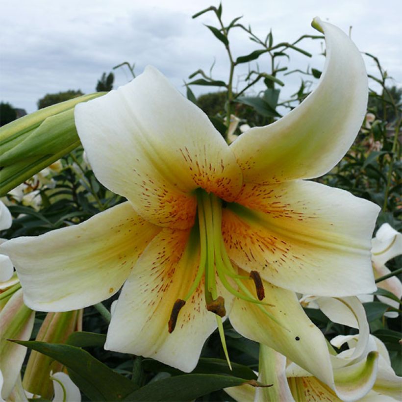 Lis trompette - Lilium Mister Cas (Flowering)