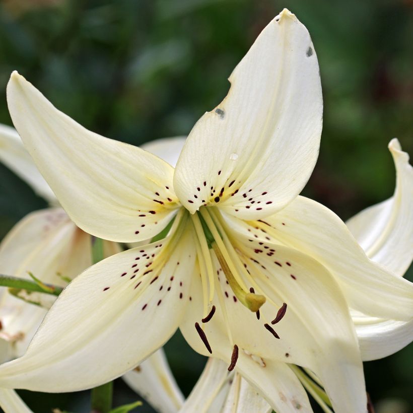 Lis asiatique Sweet Surrender (Flowering)