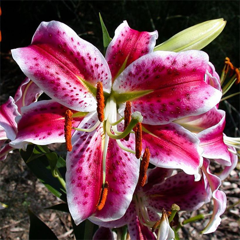 Lis botanique - Lilium speciosum Uchida (Flowering)