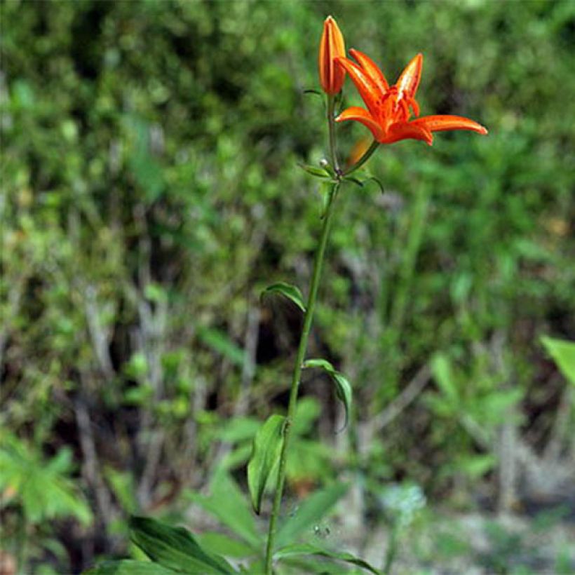 Lis botanique - Lilium tsingtauense NU (Plant habit)