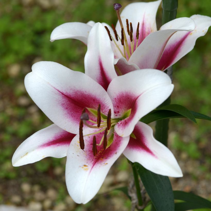 Lis hybride oriental Gaucho (Flowering)