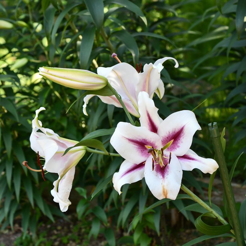 Lis hybride oriental Gaucho (Plant habit)