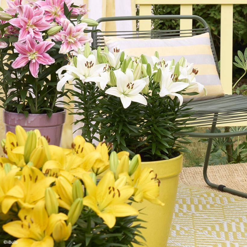 Lis asiatique Gwen - Lys nain pour pot (Plant habit)