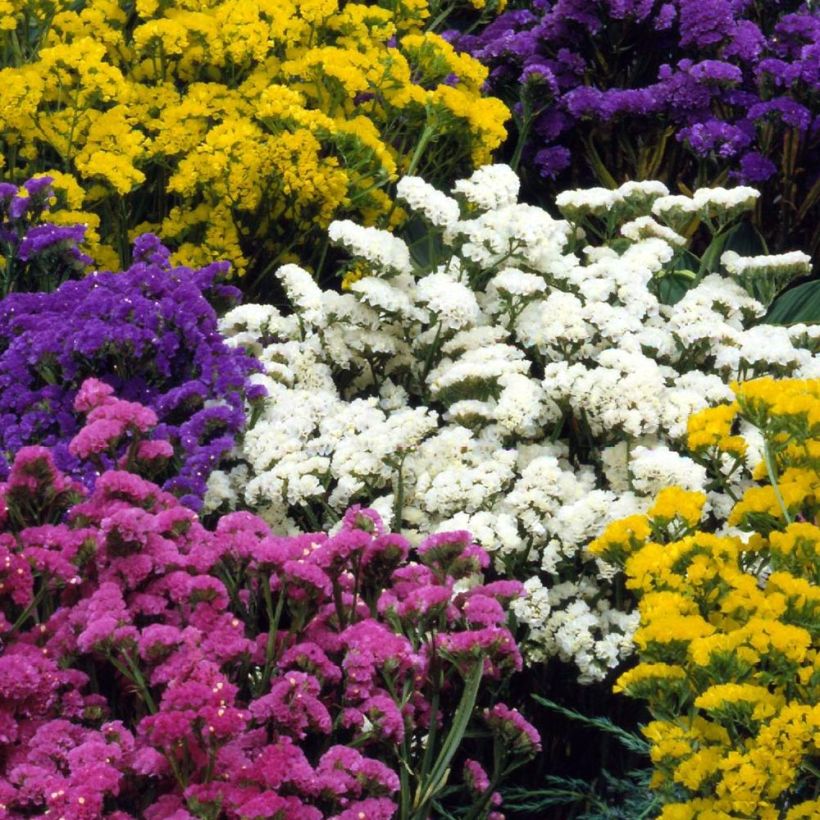 Statice Forever mélange - Limonium sinuatum (Flowering)