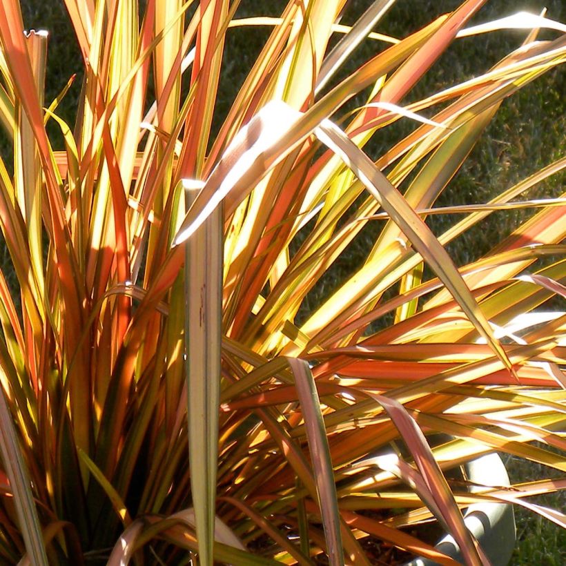 Lin de Nouvelle-Zélande - Phormium tenax Flamingo (Foliage)