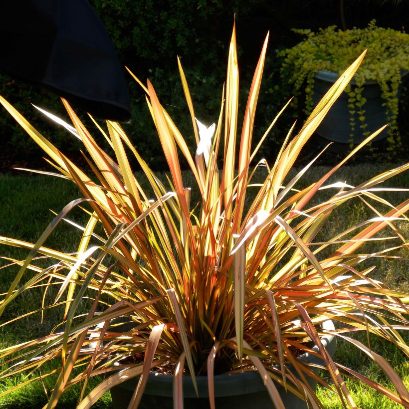 Lin de Nouvelle-Zélande - Phormium tenax Flamingo (Plant habit)