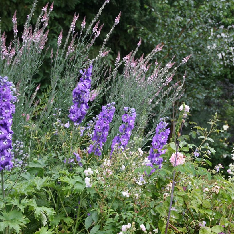 Linaria purpurea Canon J. Went - Linaire pourpre (Plant habit)