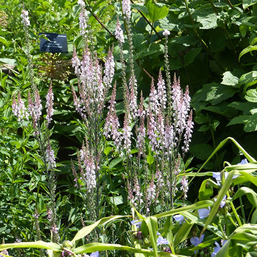 Linaria purpurea Canon J. Went - Linaire pourpre (Flowering)