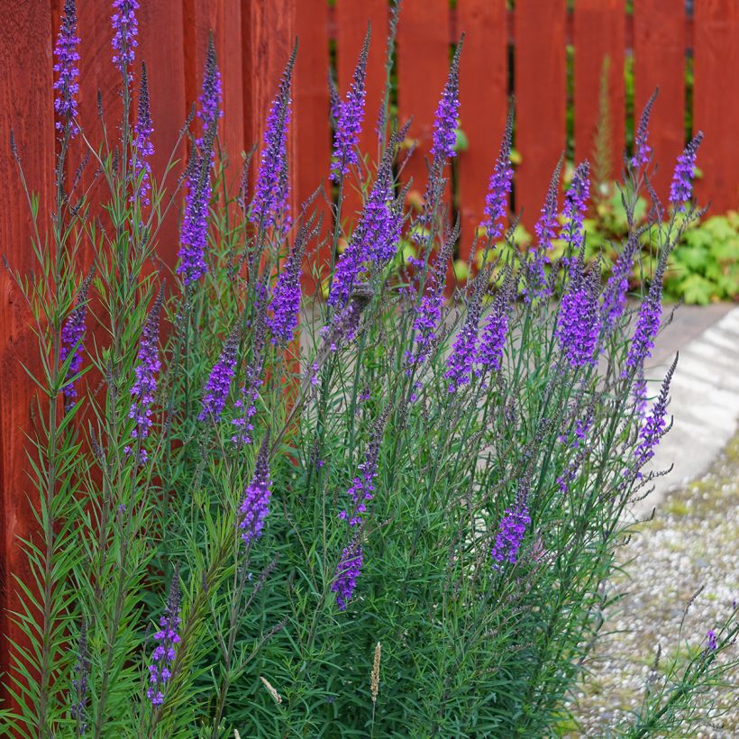 Linaria purpurea - Linaire pourpre (Plant habit)