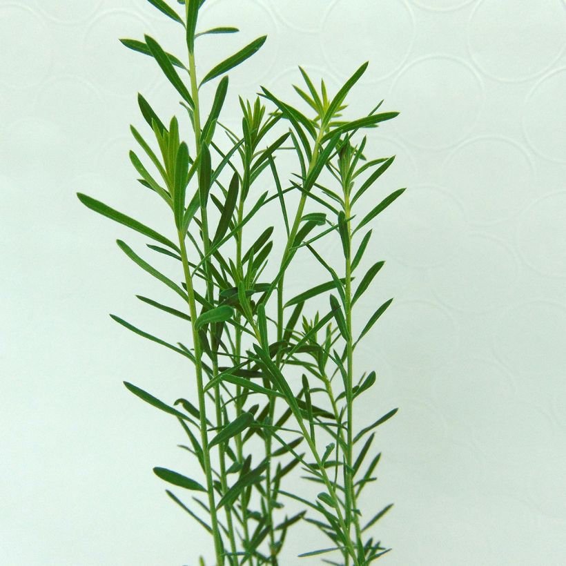 Linum perenne - Lin vivace (Foliage)