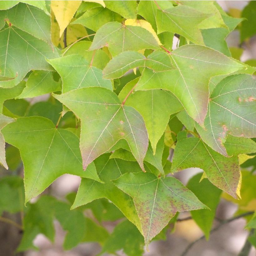 Liquidambar formosana - Copalme de Chine (Foliage)