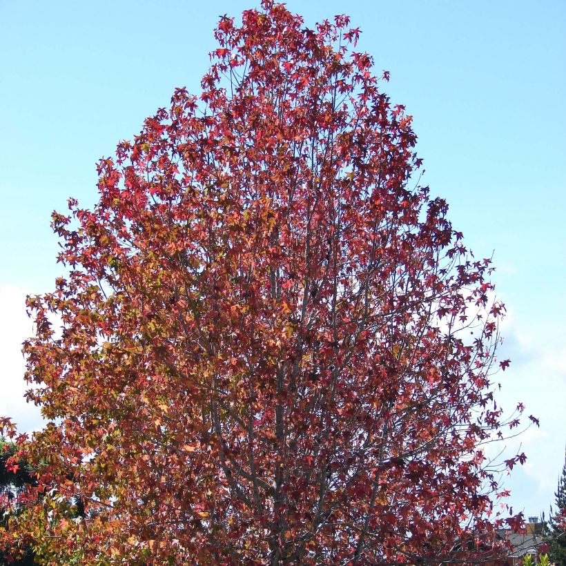 Liquidambar styraciflua (Plant habit)