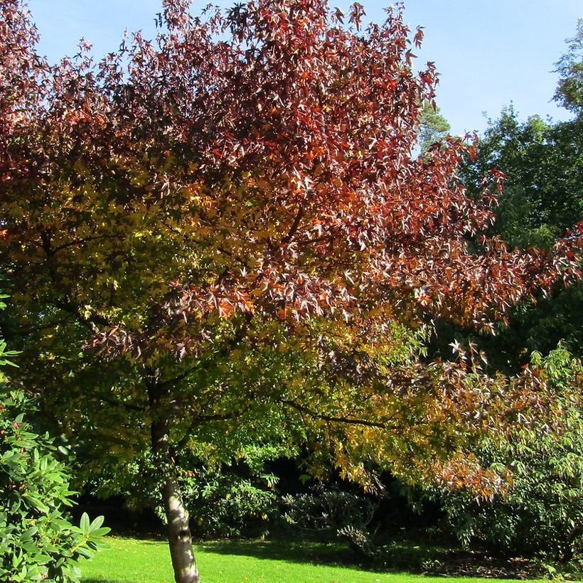 Liquidambar styraciflua Andrew Hewson - Copalme d'Amérique (Plant habit)