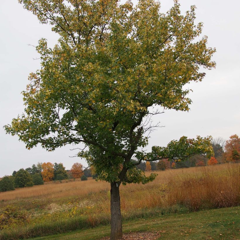 Liquidambar styraciflua Aurea - Copalme d'Amérique (Plant habit)