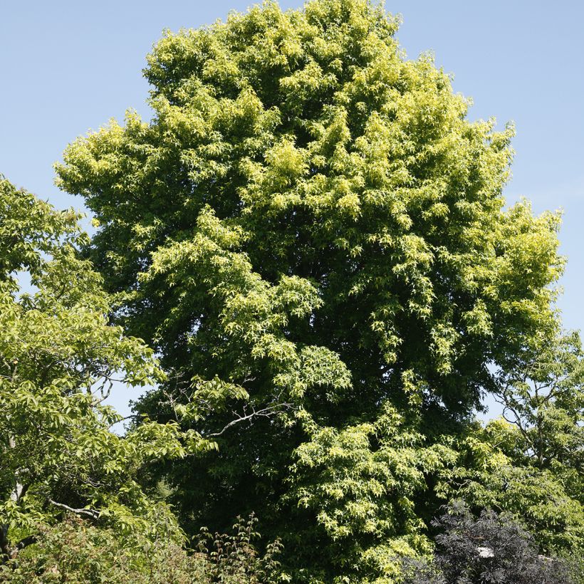 Copalme d'Amérique Aurora - Liquidambar styraciflua (Plant habit)
