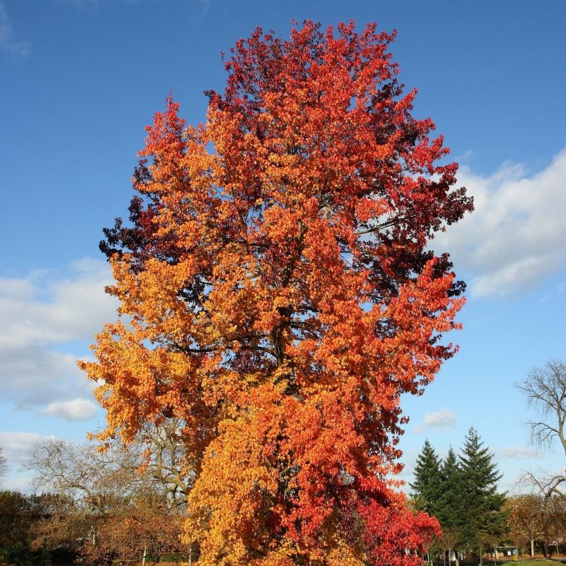 Liquidambar styraciflua Golden Sun - Copalme d'Amérique  (Plant habit)