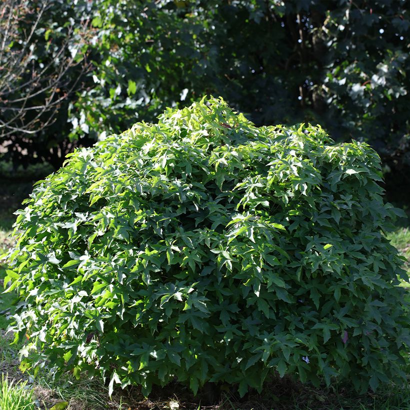 Liquidambar styraciflua Gum Ball - Copalme d'Amérique (Plant habit)