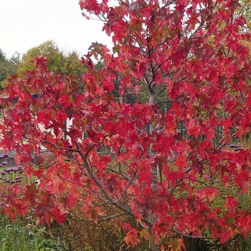 Liquidambar styraciflua Lane Roberts - Copalme d'Amérique (Foliage)