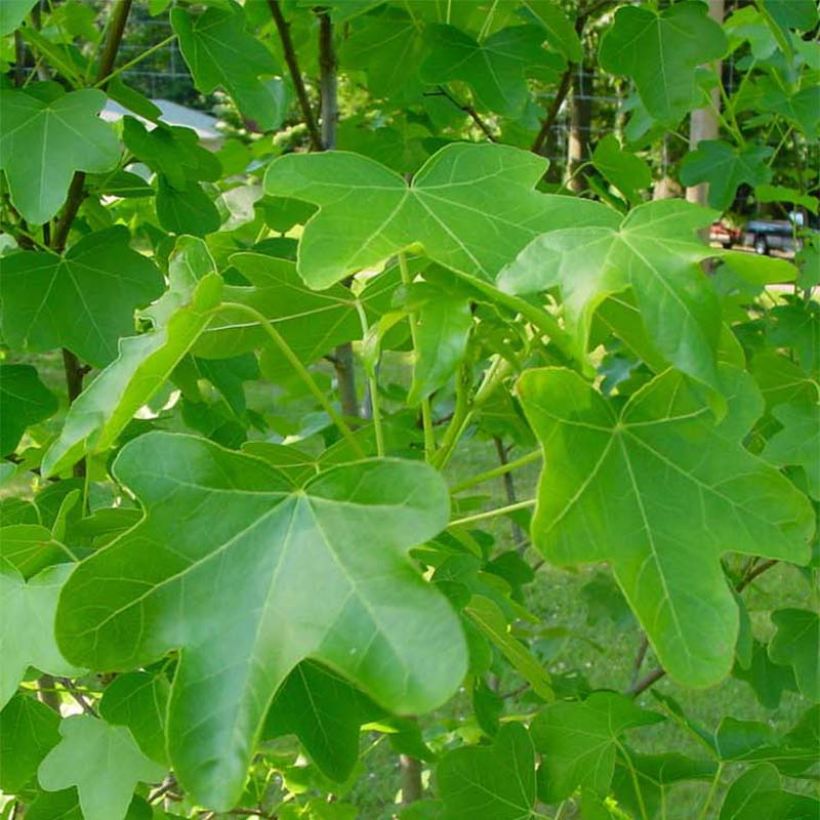 Liquidambar styraciflua Rotundiloba - Copalme d'Amérique (Foliage)