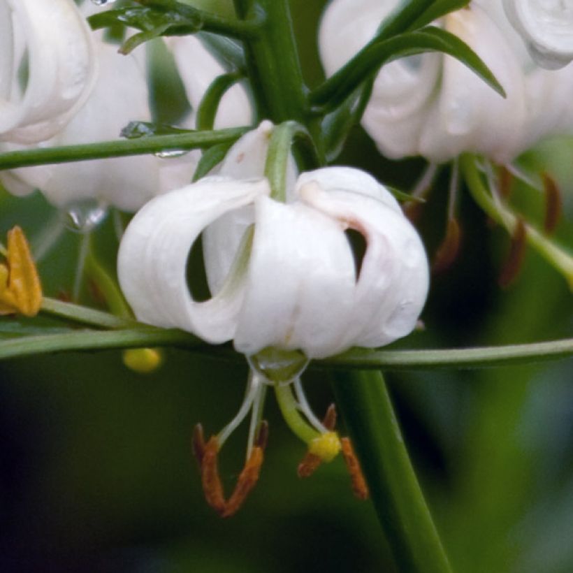 Lis botanique - Lilium martagon var. album (blanc) (Flowering)