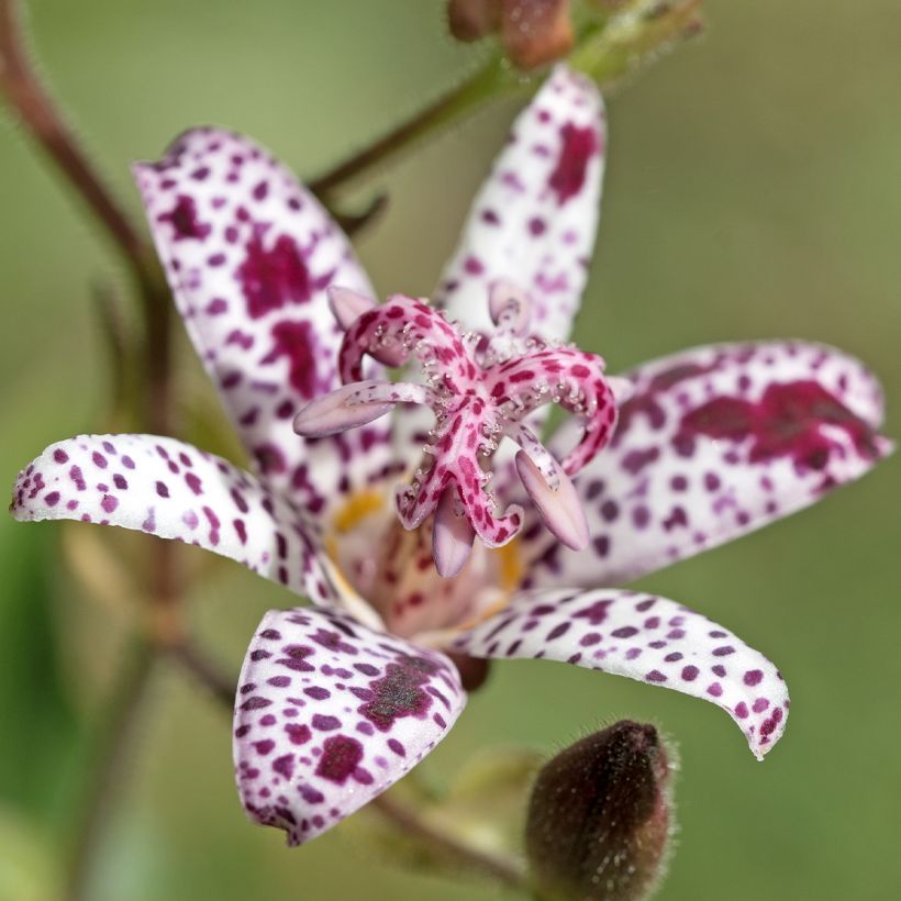 Lis Orchidée, Tricyrtis hirta Albomarginata, Lis crapaud (Flowering)