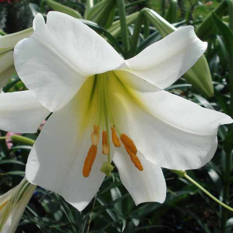 Lis royal blanc - Lilium regale Album (Flowering)