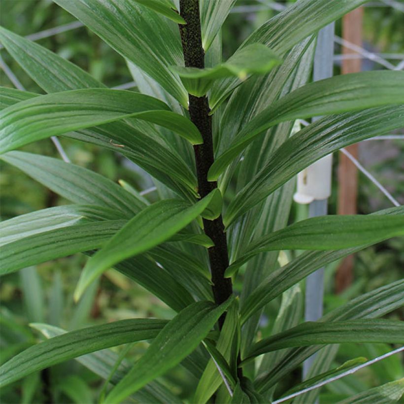 Lis asiatique Distant Drum (Foliage)