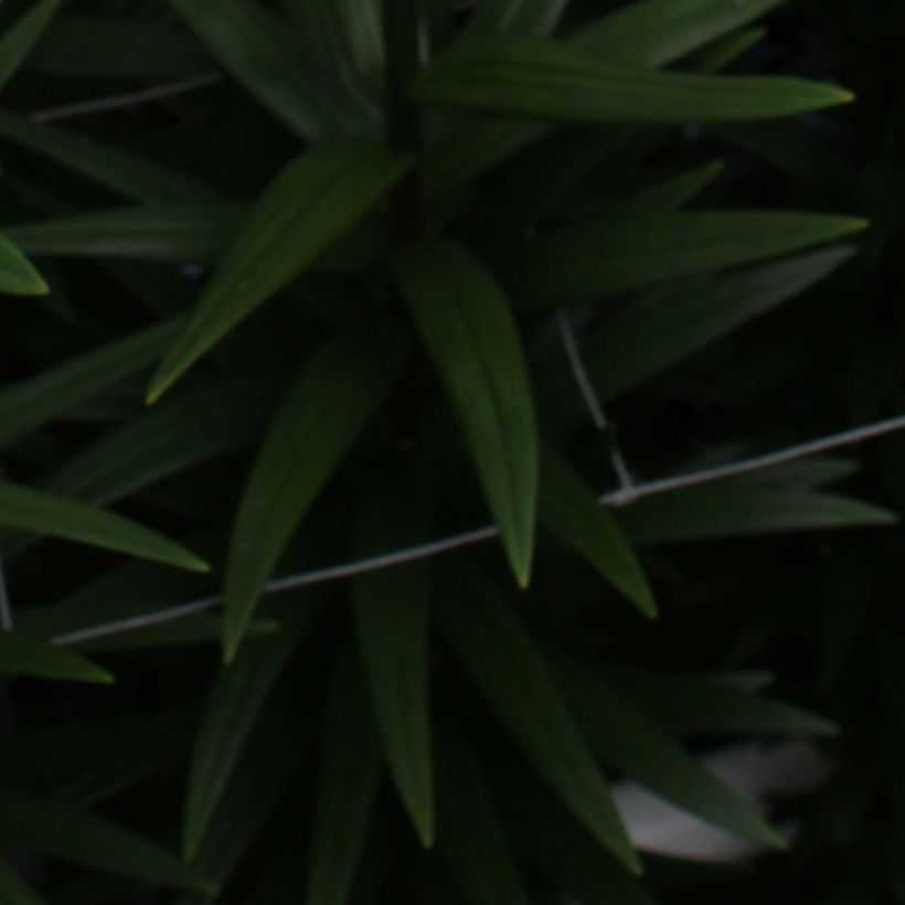 Lis asiatique Navona (Foliage)