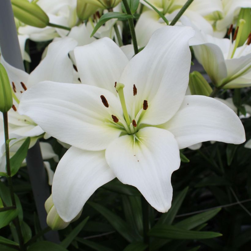 Lis asiatique Navona (Flowering)