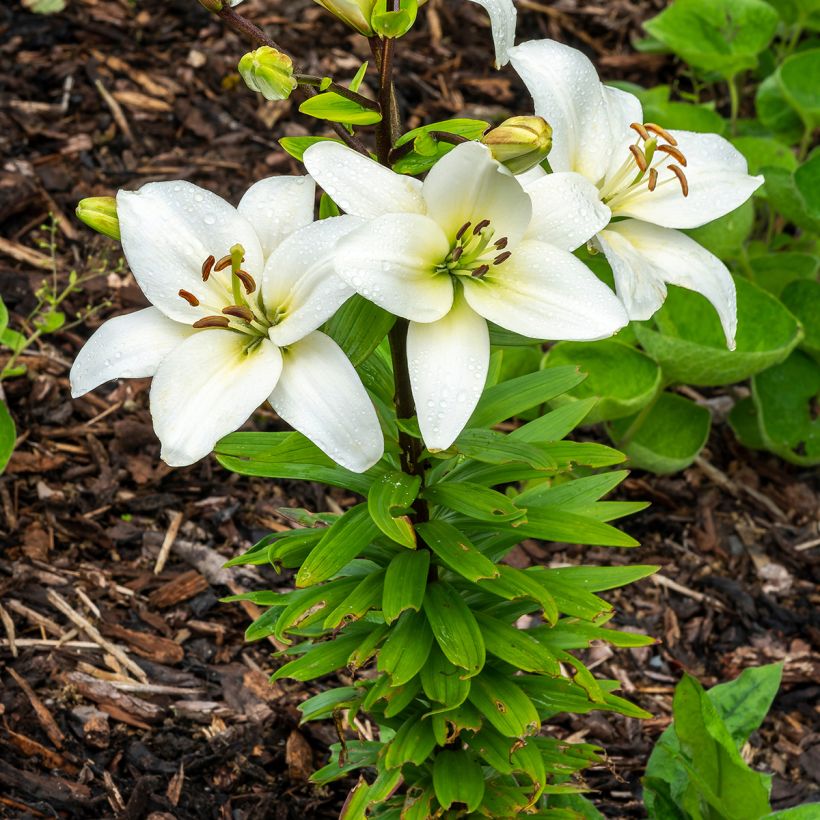 Lis asiatique Navona (Plant habit)