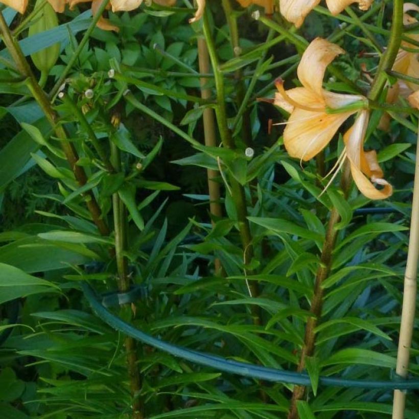 Lis asiatique Pearl Stacey (Foliage)