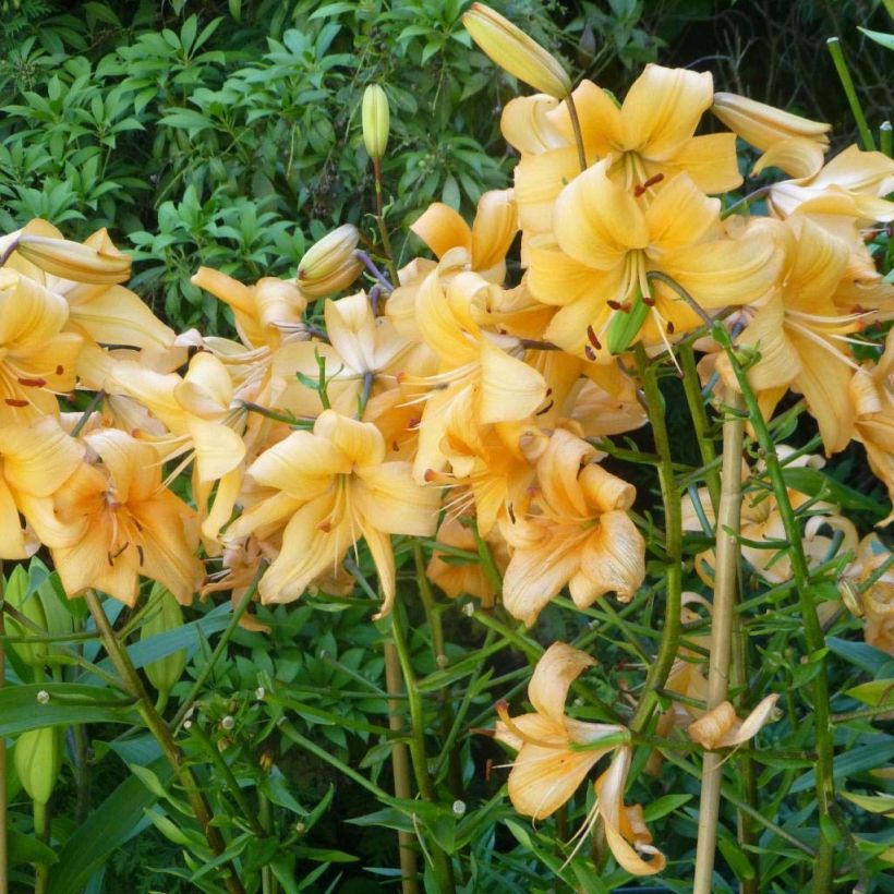 Lis asiatique Pearl Stacey (Plant habit)