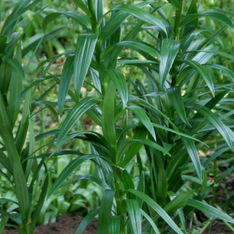 Lis asiatique Royal Kiss  (Foliage)