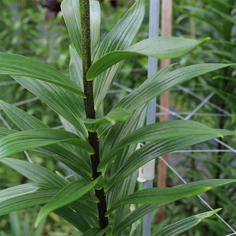 Lis asiatique Soft Music (Foliage)